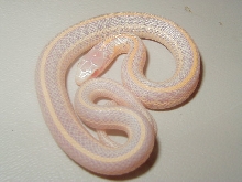Plains albino Iowa CB 2008