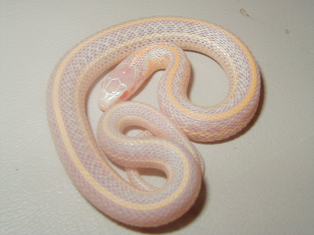 Plains albino Iowa CB 2008
