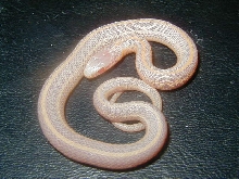 Plains albino Iowa CB 2008