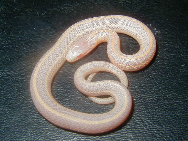 Plains albino Iowa CB 2008