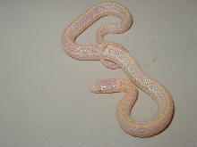 Plains albino Iowa CB 2008