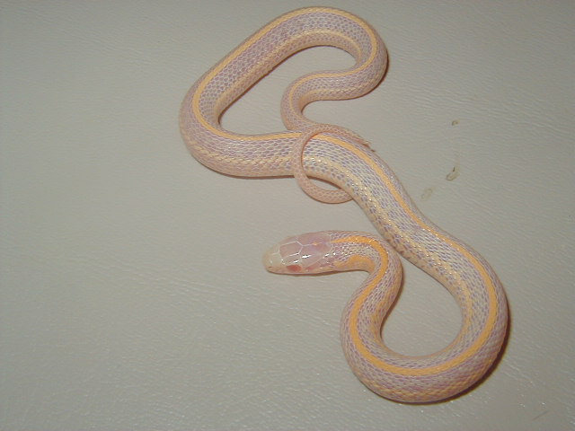 Plains albino Iowa CB 2008