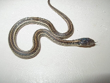 Plains het albino-Iowa strain CB 2007