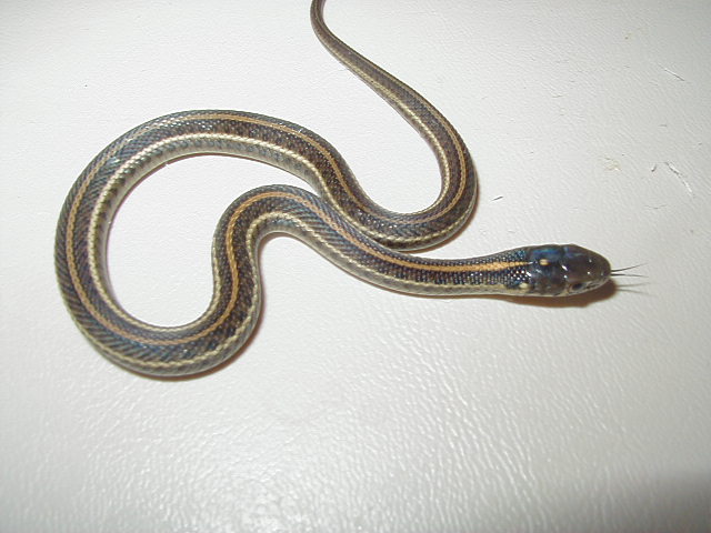 Plains het albino-Iowa strain CB 2007