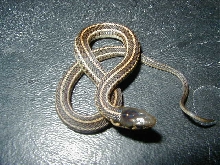 Plains Het albino Iowa CB 2007
