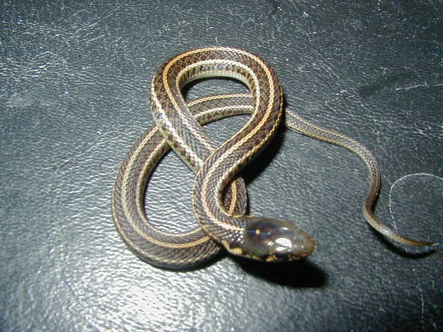 Plains Het albino Iowa CB 2007