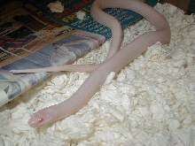 Plains Iowa snow female