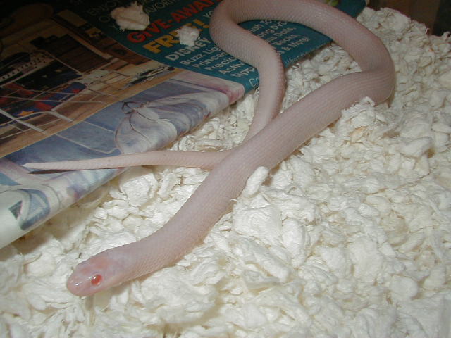 Plains Iowa snow female