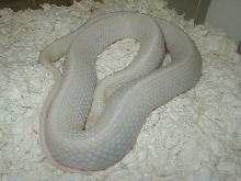 Planis Iowa snow gravid