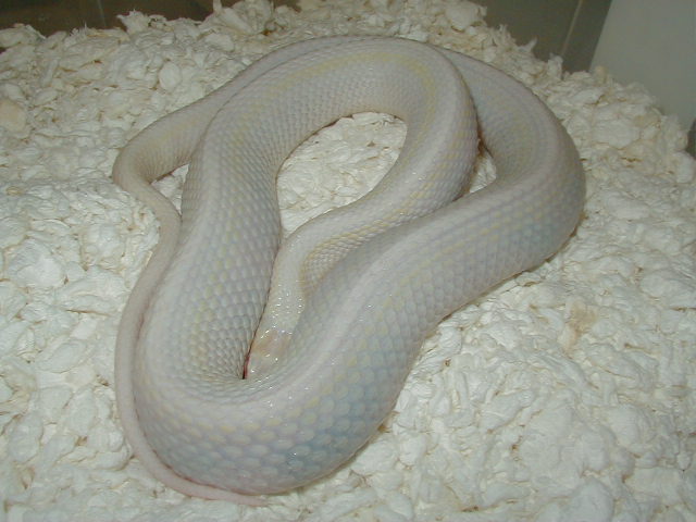 Planis Iowa snow gravid