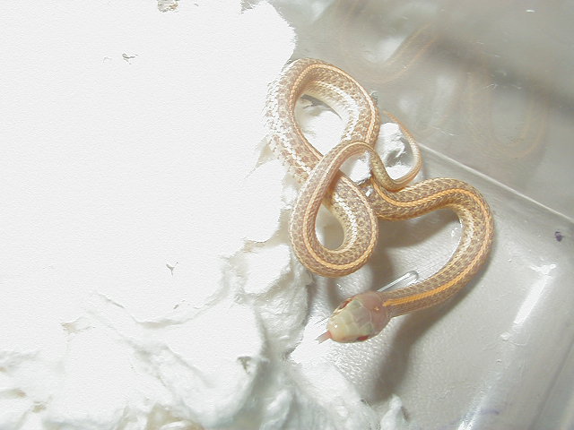 Plains Nebraska albino 2 CB 2010 06 07 2010