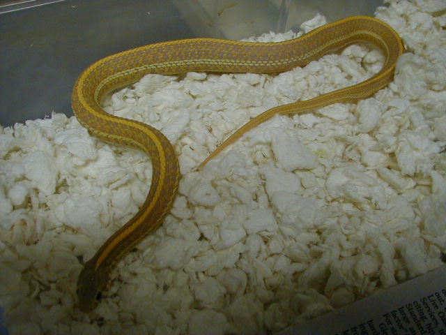 Plains Nebraska albino adult female 06 07 2010