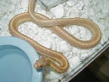 Plains Nebraska albino adult male 1 05 19 2010