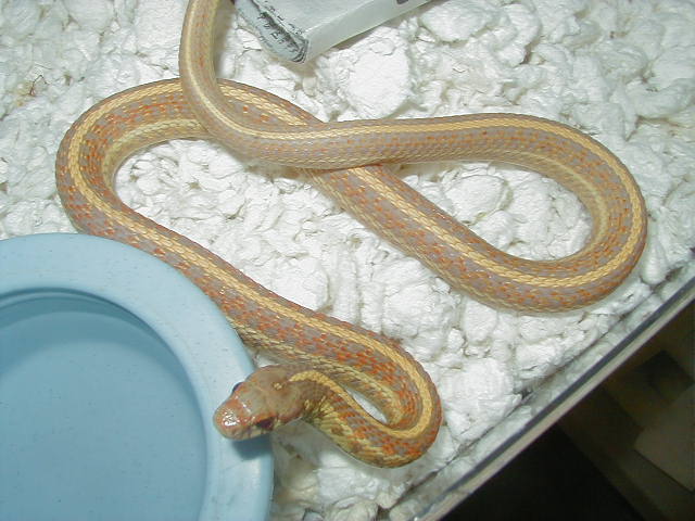 Plains Nebraska albino adult male 1 05 19 2010