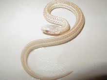 Nebraska albino plains 2008