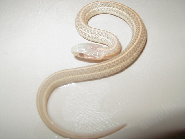 Nebraska albino plains 2008