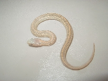 Nebraska albino plains 2008