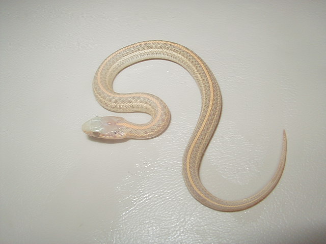 Nebraska albino plains 2008