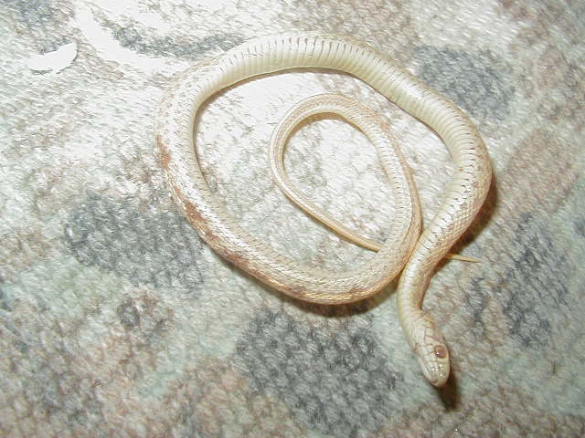 Plains Nebraska albino new strain 2 05 03 2010