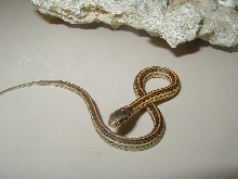 Plains Red Plains high red x Nebraska albino 4 CB 05 19 2010
