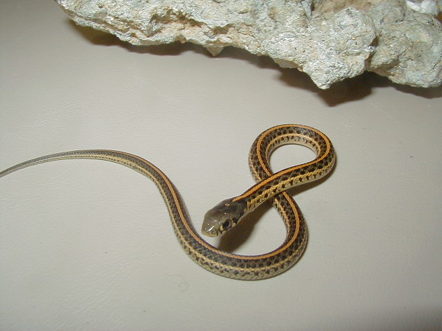 Plains Red Plains high red x Nebraska albino 4 CB 05 19 2010
