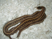 Plains Red phase Hardy strain female 04 11 2009