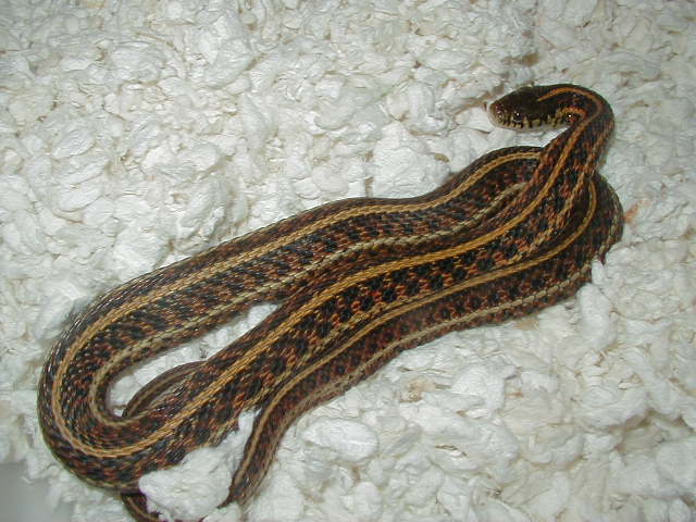 Plains Red phase Hardy strain female 04 11 2009