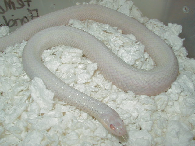 Plains Snow Iowa and axanthic group shot IOWA SNOW adult female  05 12 2009
