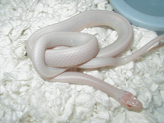 Plains Snow Iowa strain male 04 11 2009