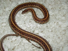 Plains # 2 red high red female 2 wc 09 01 25 2009