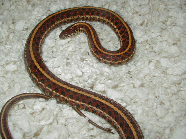 Plains # 2 red high red female 2 wc 09 01 25 2009