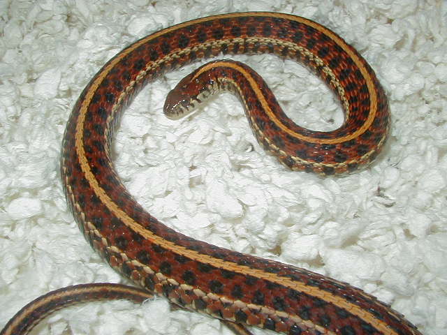 Plains # 2 red high red female 3 wc 09 01 25 2009