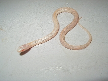 Plains albino Iowa CB 2007