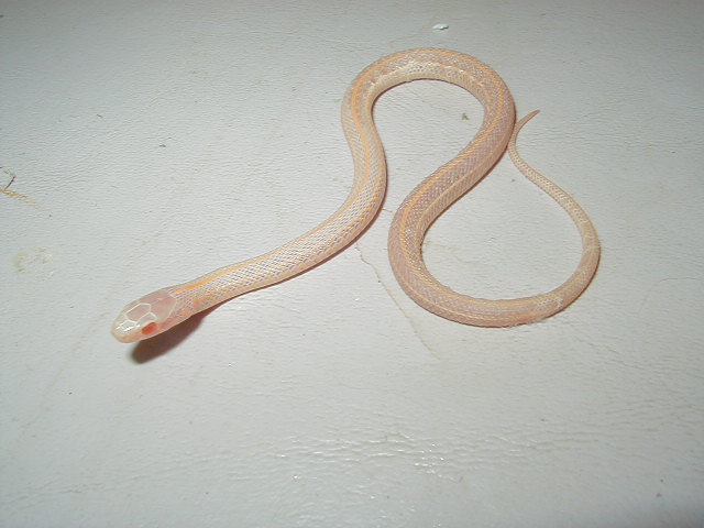 Plains albino Iowa CB 2007