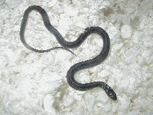 Plains anerythristic CB 2008 Hardy bloodline