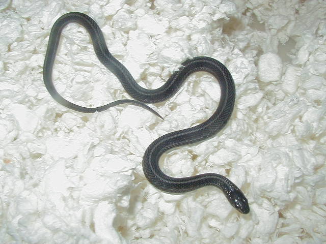 Plains anerythristic CB 2008 Hardy bloodline