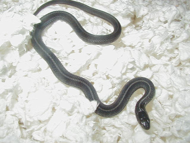 Plains anerythristic CB 2008 Hardy bloodline 2