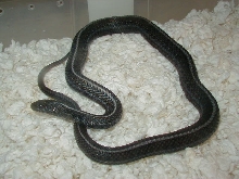 zzPlains anerythristic adult female