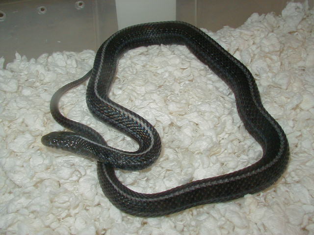 zzPlains anerythristic adult female