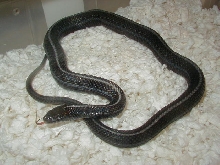 Plains anerythristic adult female 2