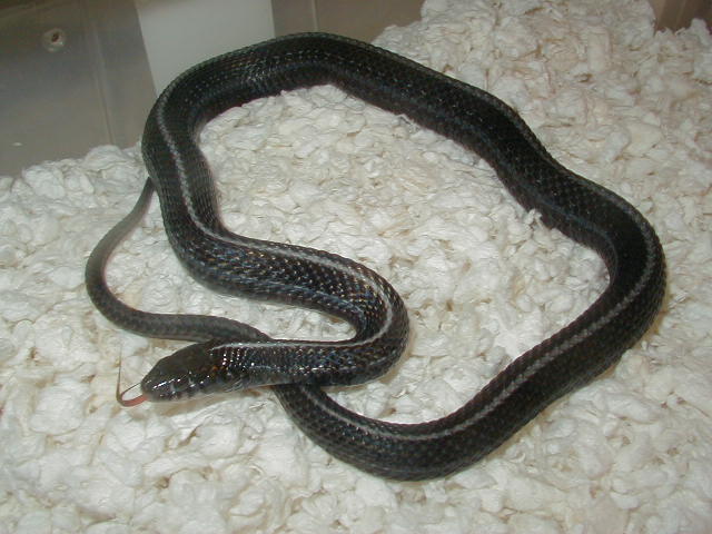 Plains anerythristic adult female 2