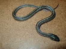 Plains Axanthic  CB 2007