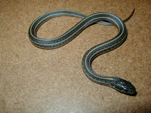 Plains Axanthic  CB 2007