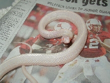 Plains from axanthic bred to Iowa snow poss blizzard female CB 09 10 04 200