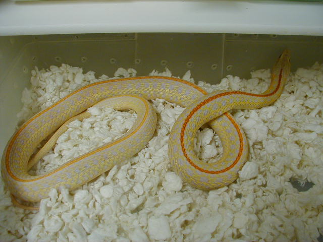 Plains hybino CB adult female 06 07 2010