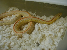 Plains hybino CB adult female 2 06 07 2010