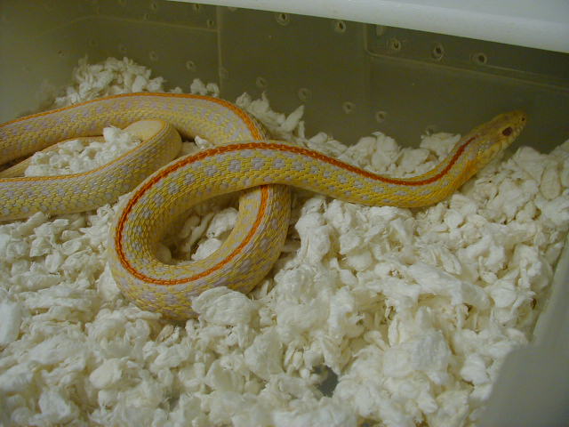 Plains hybino CB adult female 2 06 07 2010