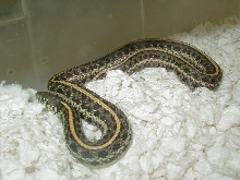 Plains hypo ltc adult female Odd line 1 06 07 2010