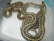 Plains hypo wc 3 08 09 25 08