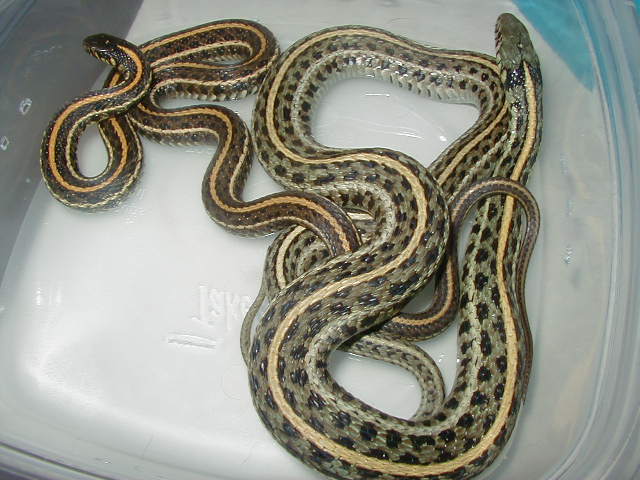 Plains hypo wc 3 08 09 25 08